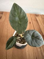 Alocasia Black Dragon im SB-Topf