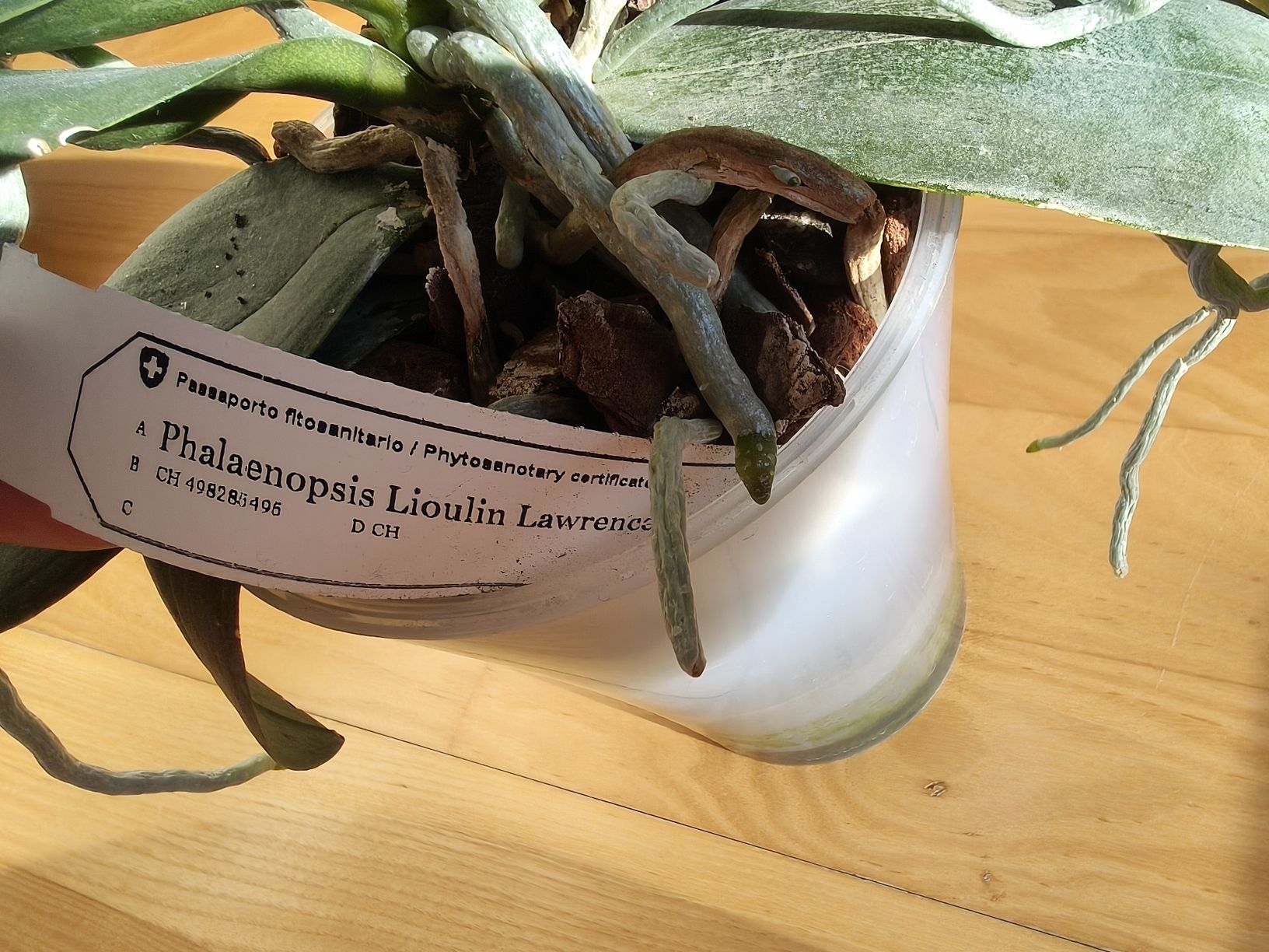 Piante & sementi: Phalaenopsis Lioulin Lawrence – Usato da Chamoson venduto da Yuriyaa 4