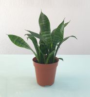 Pflanze Sansevieria / Bogenhanf 36 cm