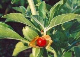 GINSENG INDIEN (Withania somnifera) 15g