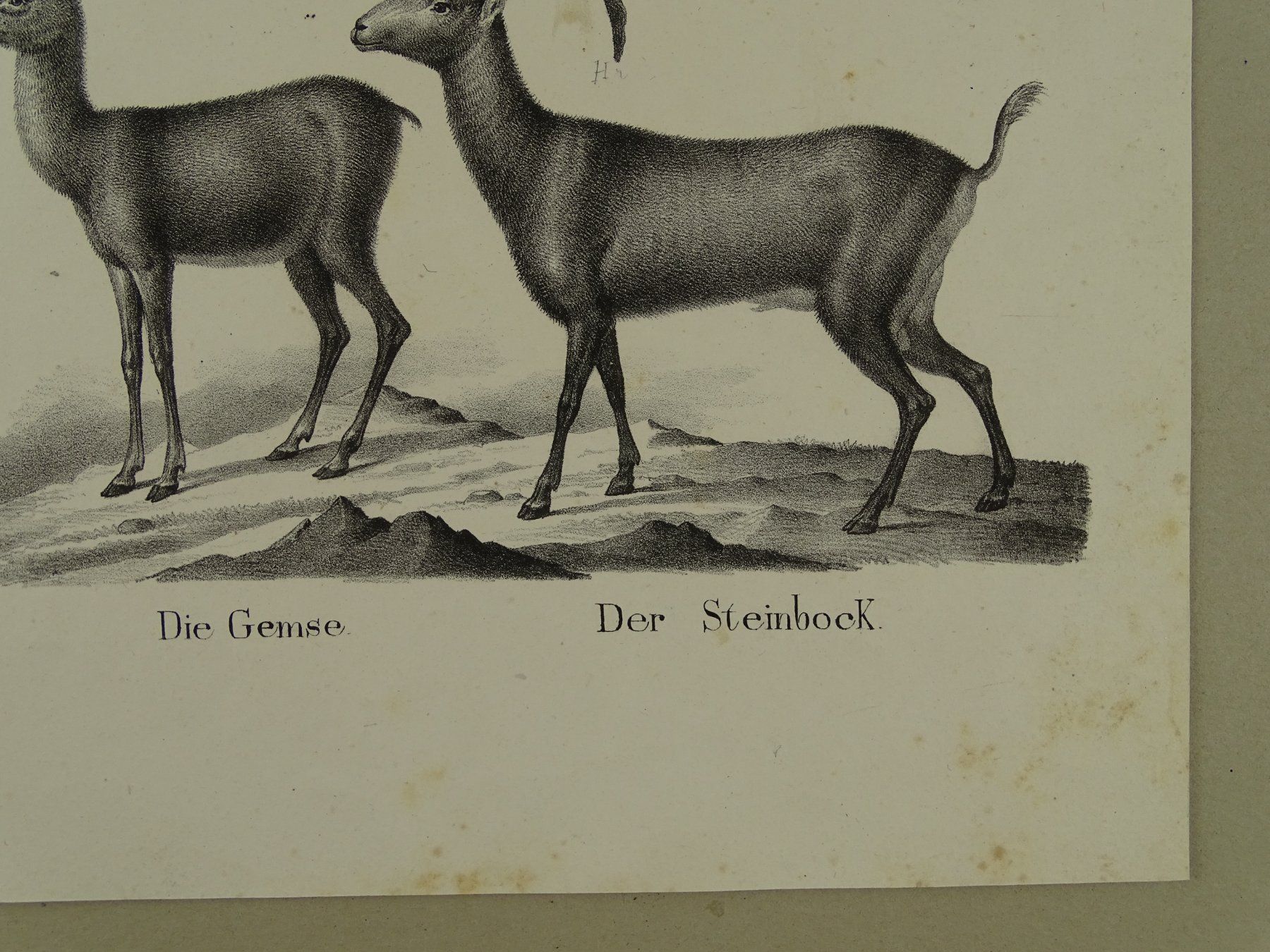 Incisioni: ZIEGE, GEMSE, GÄMSE, STEINBOCK, LITHOGRAPHIE UM 1840 – Usato da Grüningen venduto da Kartensammler 5