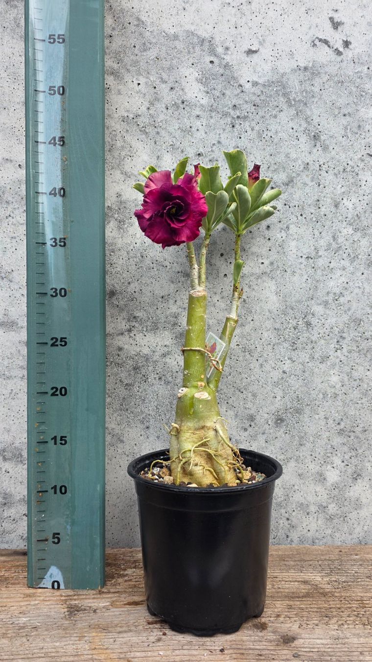 Piante & sementi: Adenium Variegata Violett – Nuovo (secondo la descrizione) da St.Erhard venduto da Plumilandschweiz 1