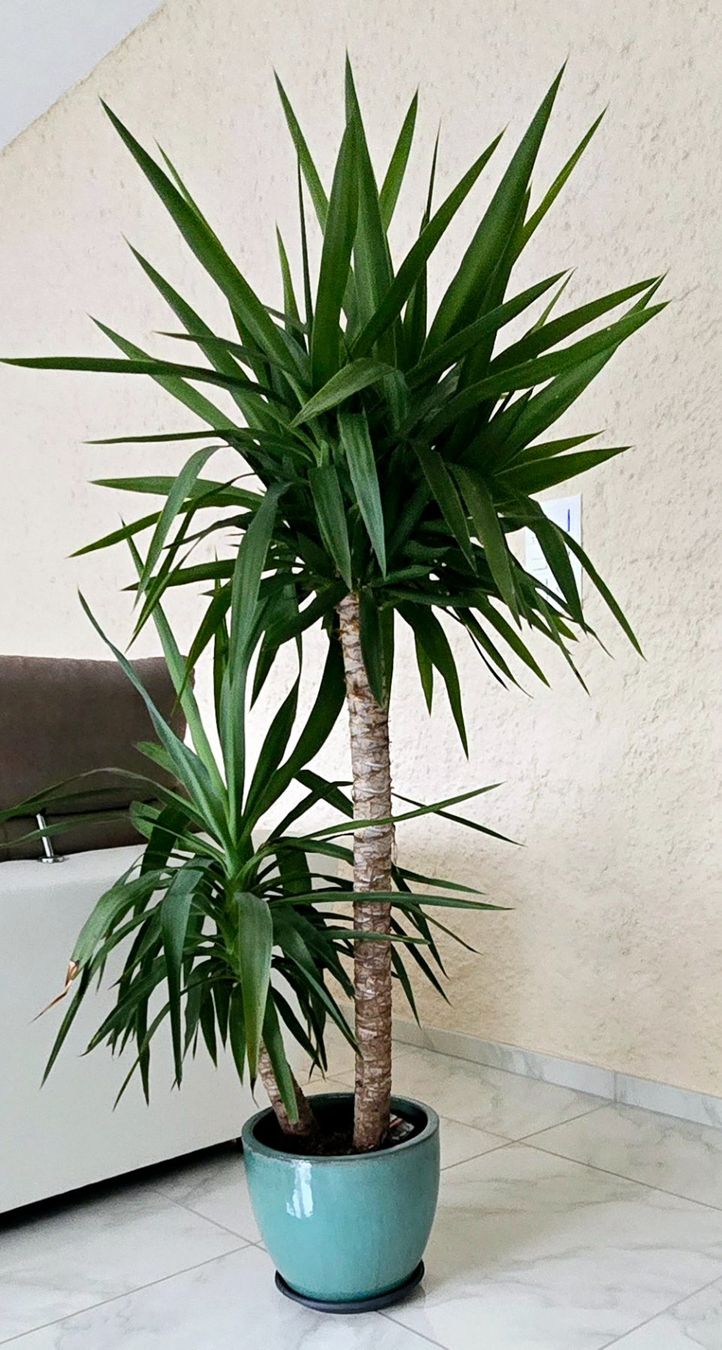 Pflanzen & Samen: Yucca Elephantipes Palme mit Topf! – Gebraucht aus Aarburg von Glitzerschein 1