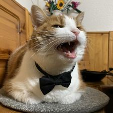 Profile image of lemoncat7