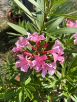 Prächtiger Oleander (Rosa) – Buschig mit vielen Trieben 80cm
