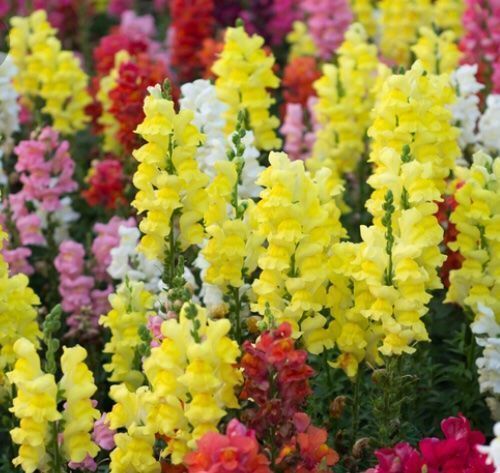 Piante & sementi: Ab 5.- fr 30 SAMEN MIX LÖVENMAUL Bocca di leone – Nuovo e nell'imballaggio originale da Rovio venduto da POSITIFFARTandPLANTS 3