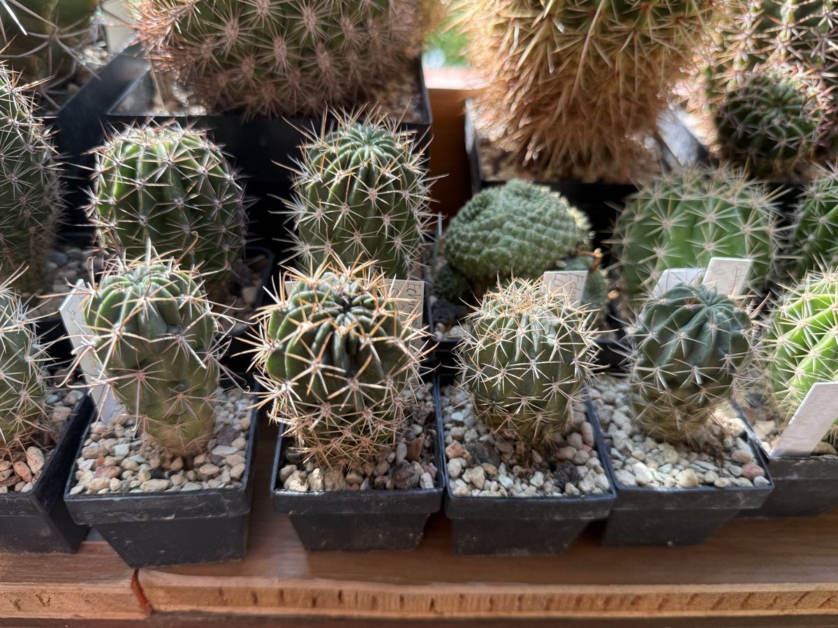 Piante & sementi: Echinopsis marsoneri / LO jajoiana – Usato da Rorbas venduto da SimS0n 2