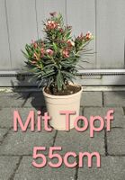 Kleiner Oleander