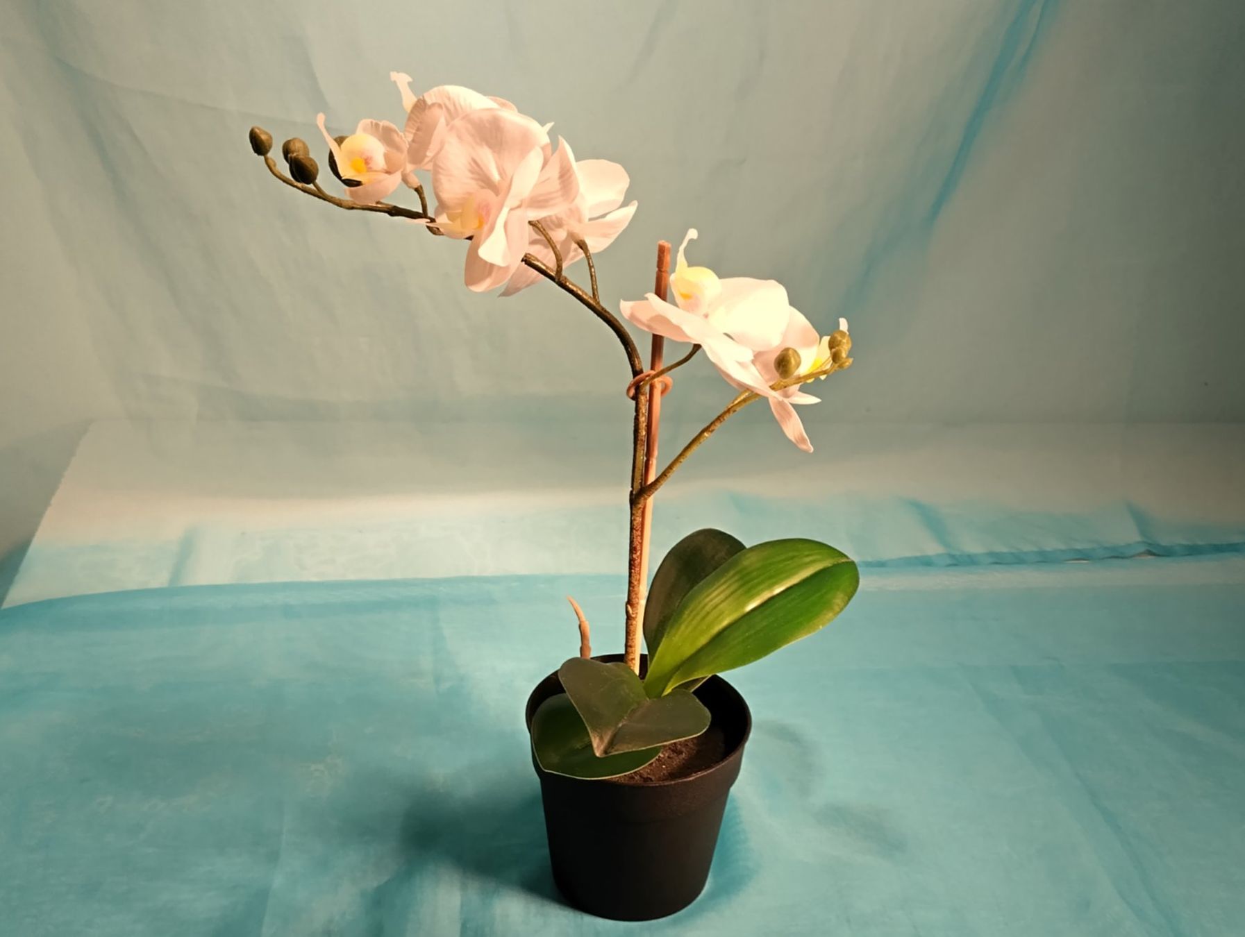 Pflanzen & Samen: Weisse Phalaenopsis im Topf, H: 32cm, Ikea – Neu (gemäss Beschreibung) aus Bellach von JingleCherry 2