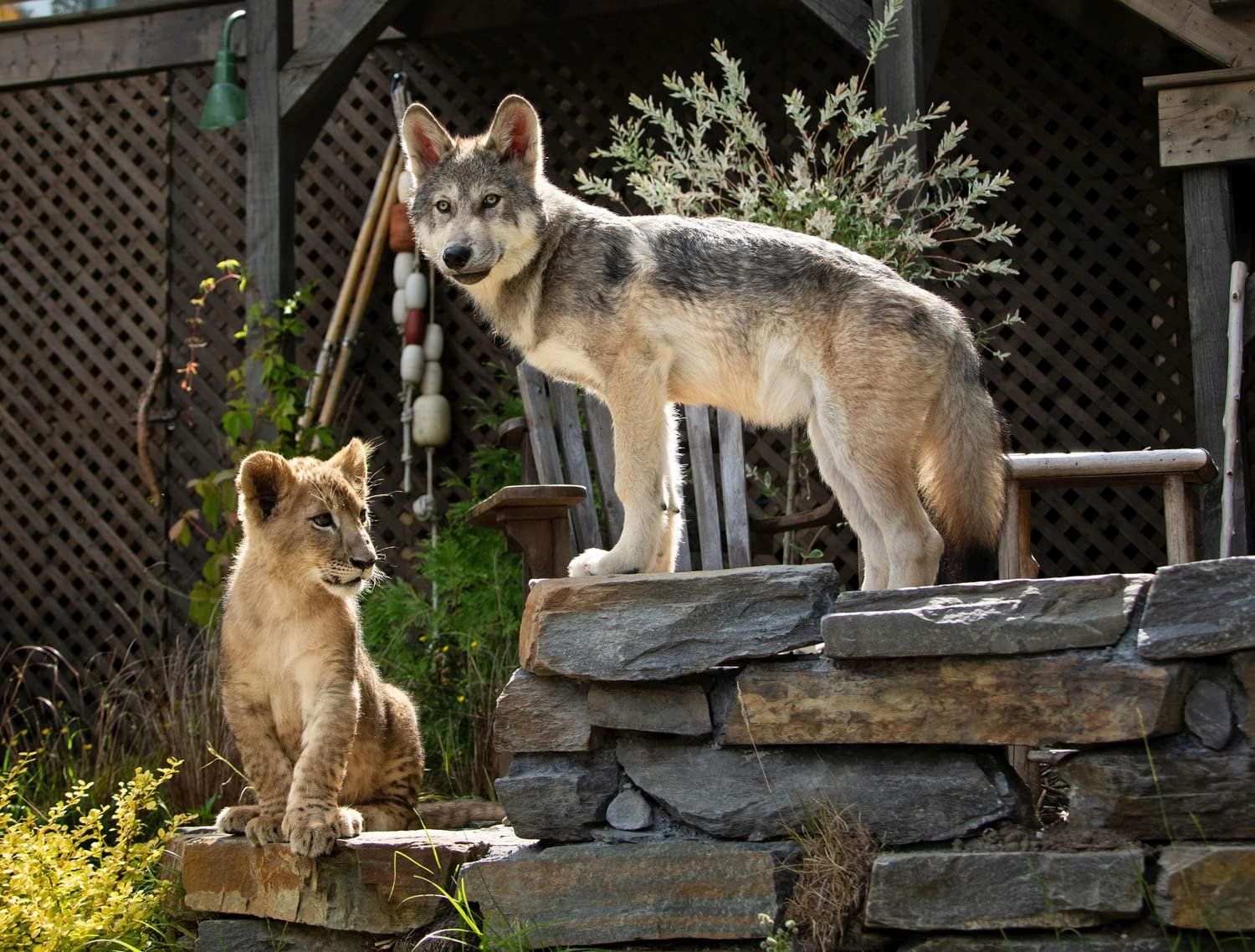 Tutti i DVDs: Der Wolf und der Löwe  [Blu-ray] – Nuovo (secondo la descrizione) da Laupen ZH venduto da Moviesammler 5