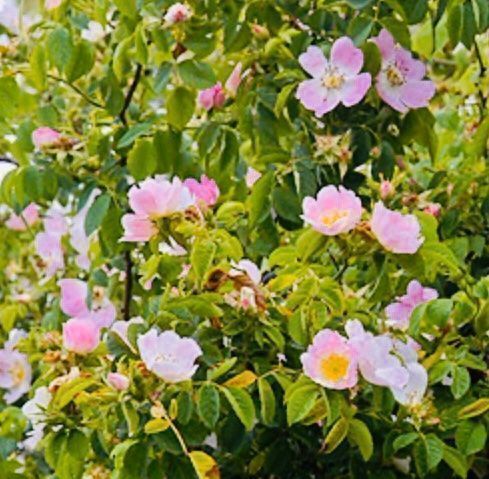 Piante & sementi: Ab 5.- fr 10  SAMEN Hagebuttenrose ROT – Nuovo e nell'imballaggio originale da Rovio venduto da POSITIFFARTandPLANTS 3