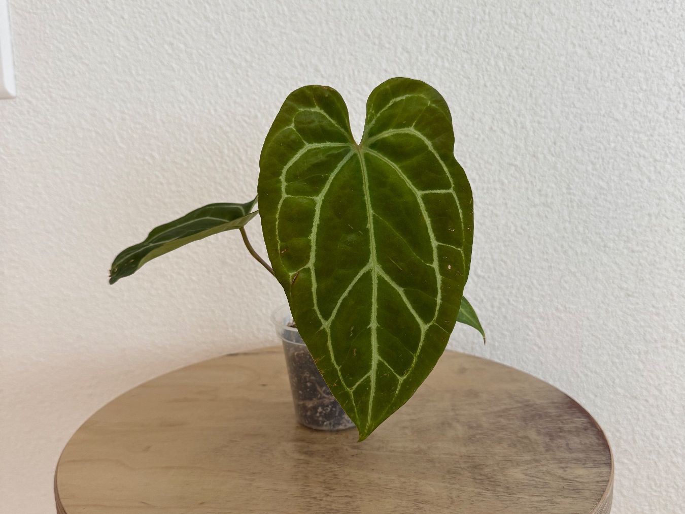 Piante & sementi: Anthurium Hybrid NoID – Usato da Goldau venduto da pflanzly