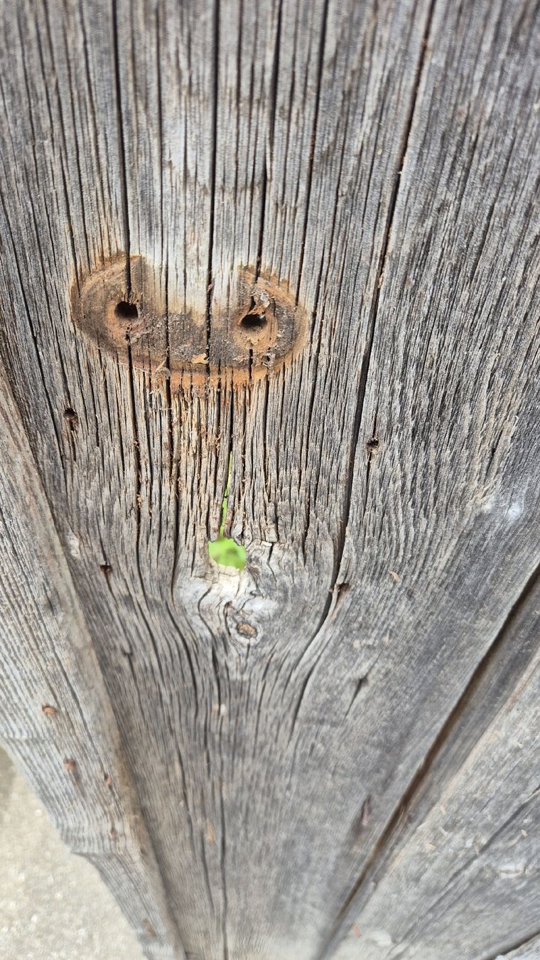 Porte: Holztor, Shaby chic, Altholz – Difettoso da Wetzikon ZH venduto da Fagus 4