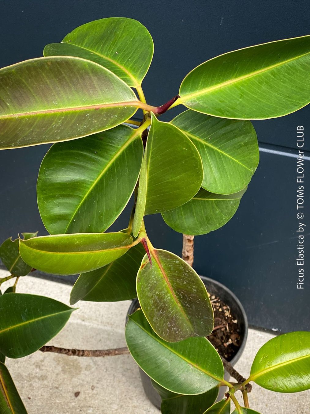 Plantes & graines: Ficus Elastica - klassisch Grün - frische Stecklinge – Neuf avec emballage d'origine à Adliswil par astom369 2