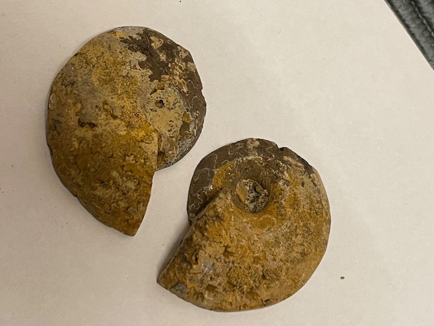 Fossili: Ammonit Paar / Fossil Stein – Nuovo (secondo la descrizione) da Rümlang venduto da baselsale1 2