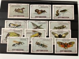 Callier Serie, Insekten 1-12