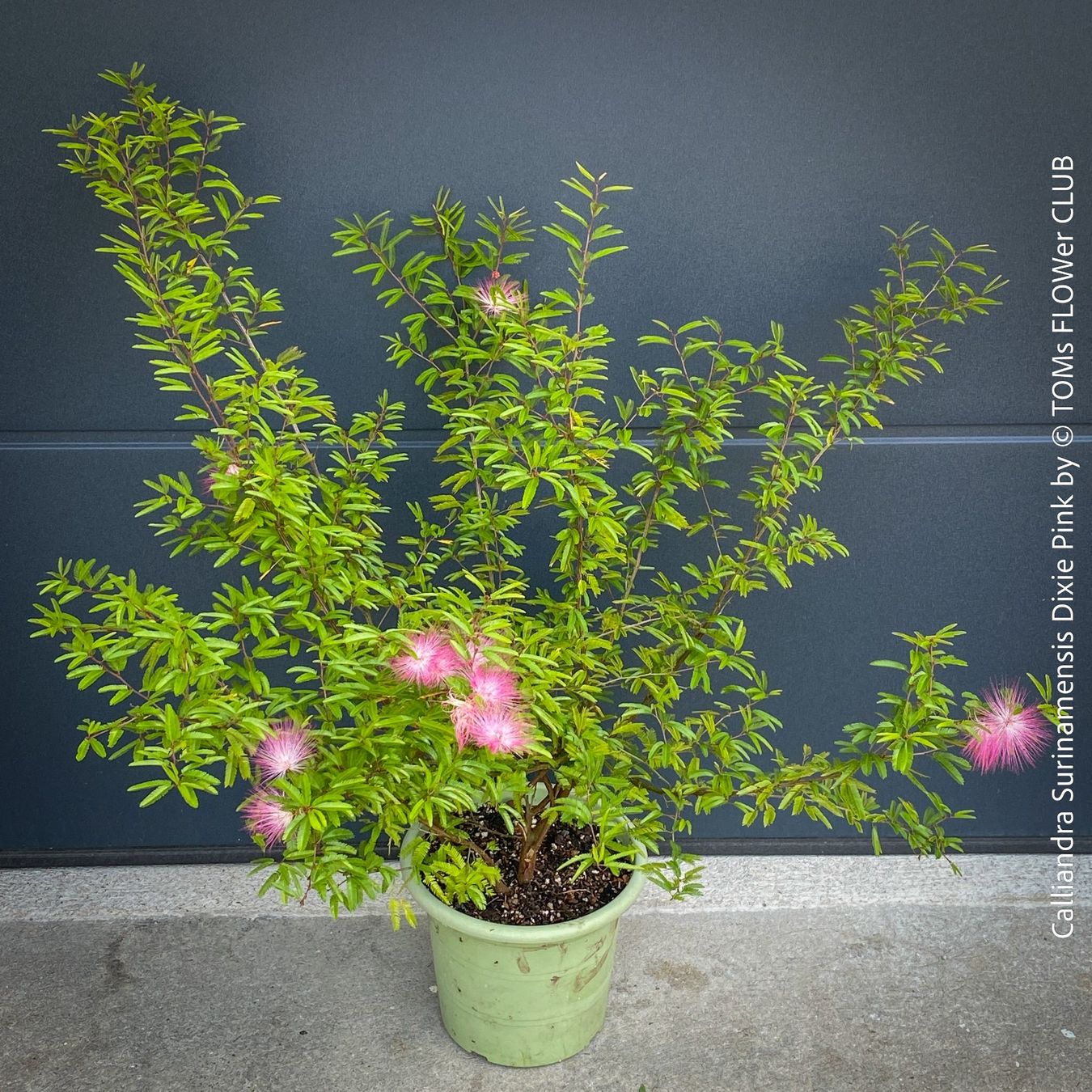 Piante & sementi: Calliandra Surinamensis Dixie Pink - sehr stark duftend – Nuovo e nell'imballaggio originale da Adliswil venduto da astom369 4