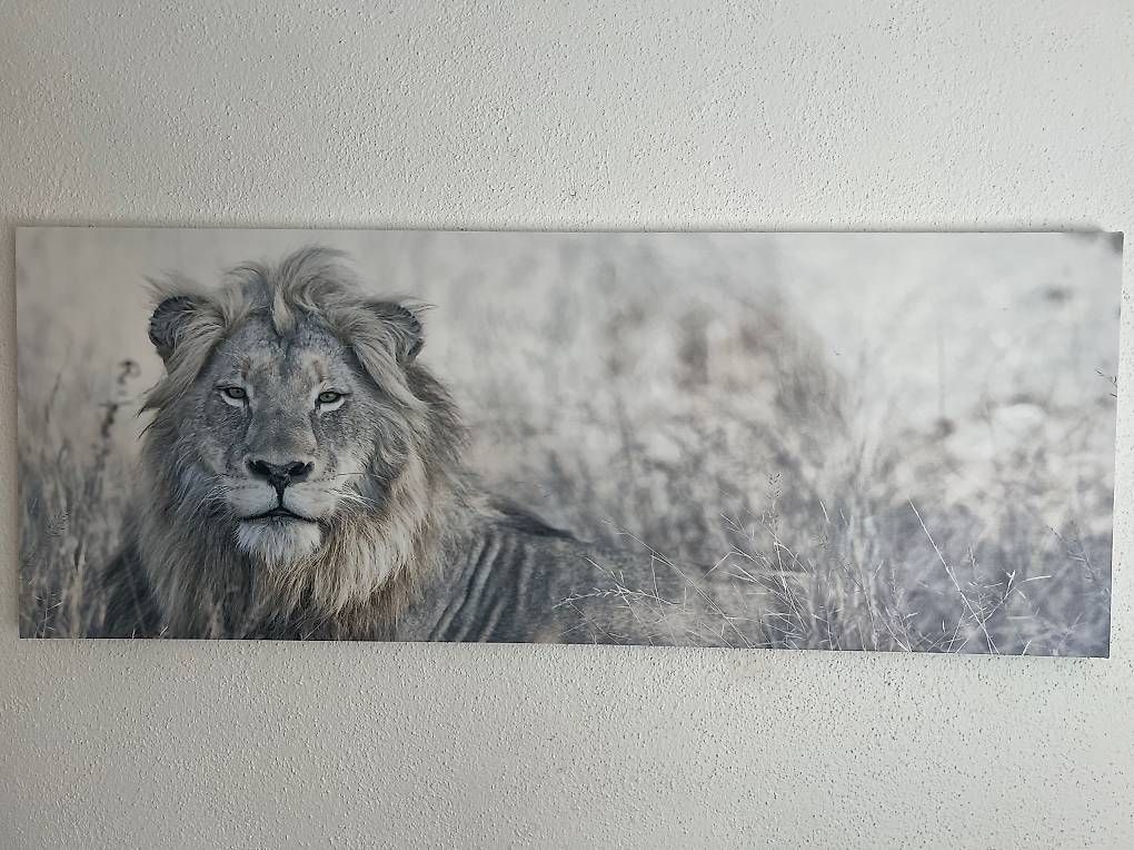 Foto & Immagini: Löwen Bilder  – Usato da Siselen BE venduto da Artus13281