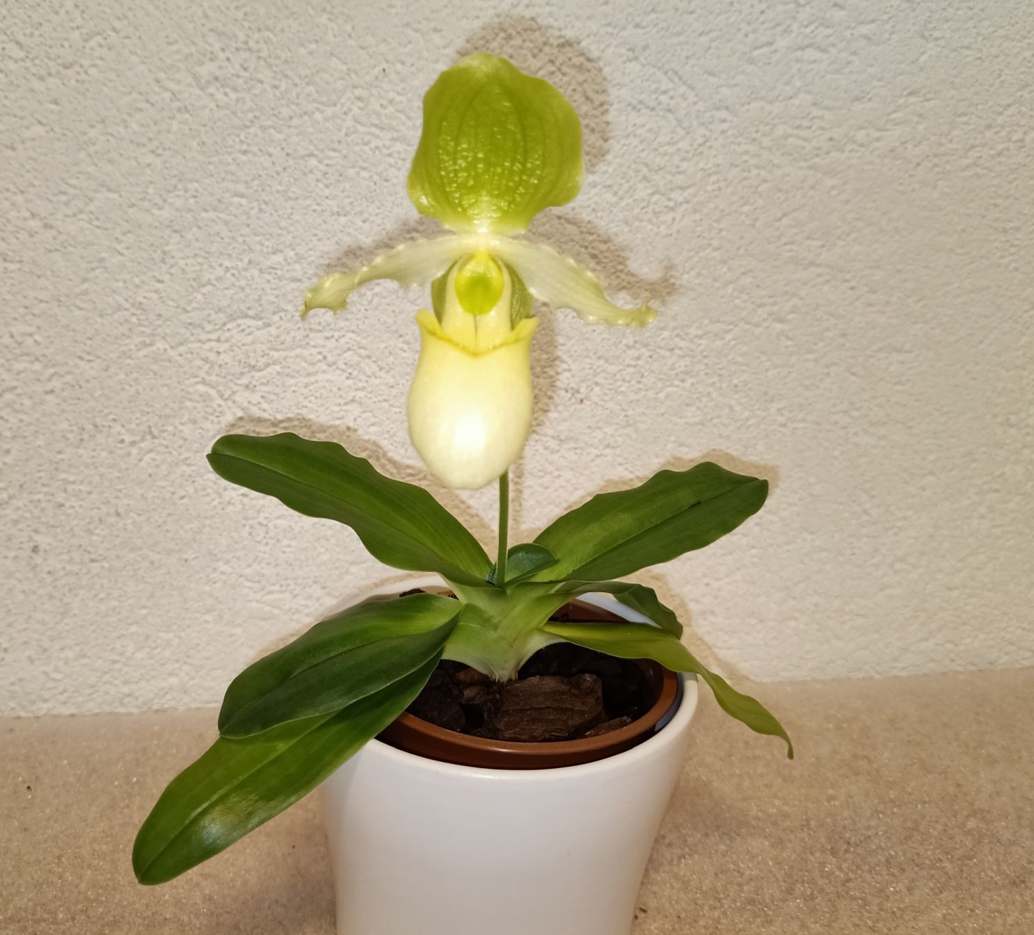 Pflanzen & Samen: Paphiopedilum Pinocchio  – Neu (gemäss Beschreibung) aus schöftland von UniquePlants