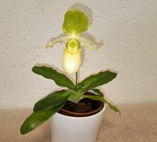 Paphiopedilum Pinocchio 