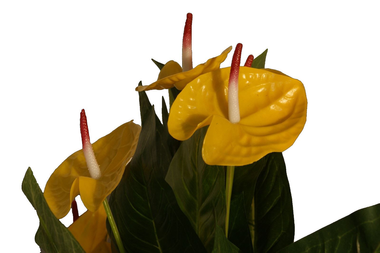 Pflanzen & Samen: Decoflower Anthurium mit gelben Blüte... – Neu und originalverpackt aus Däniken SO von Profog1 2