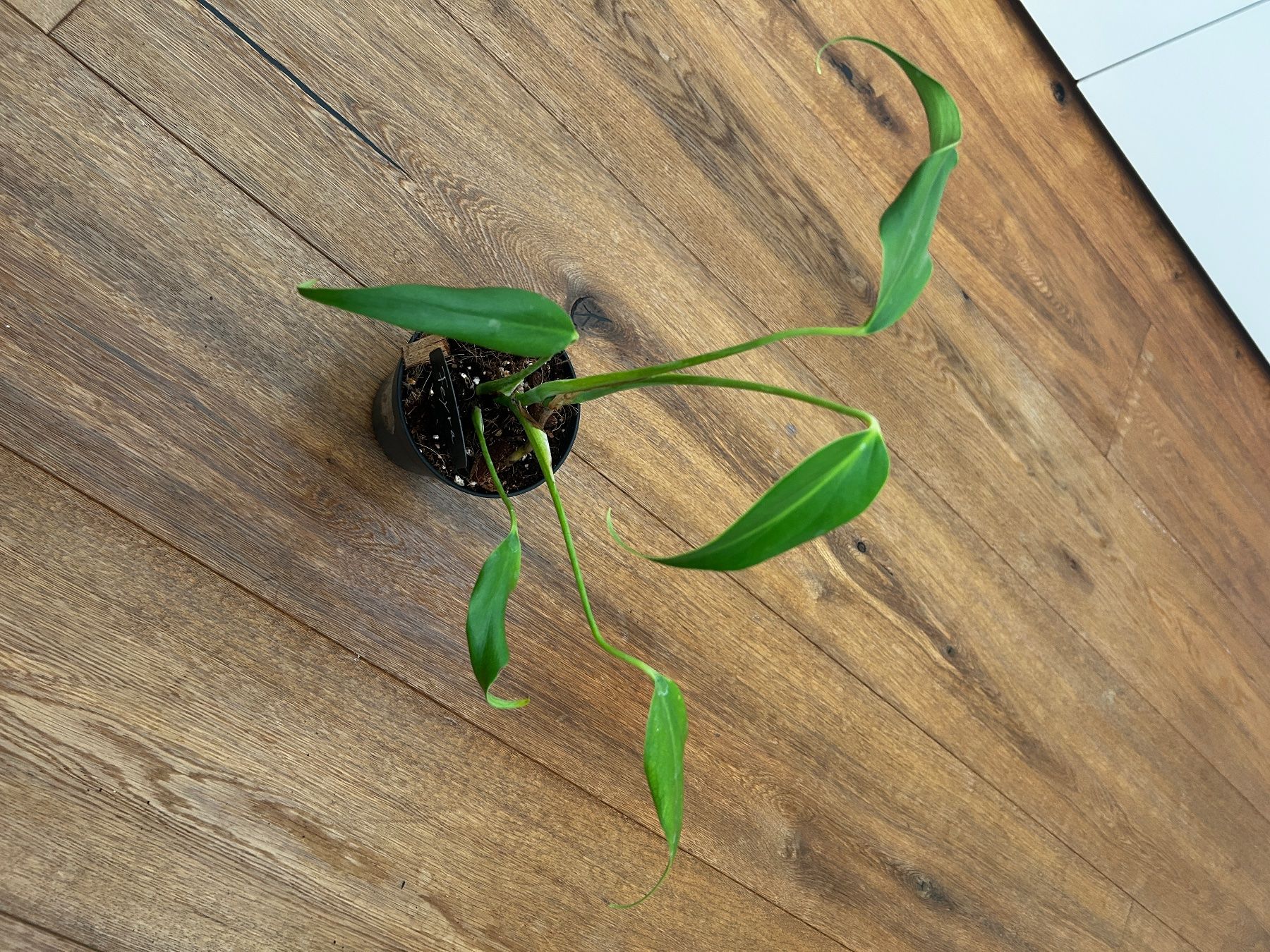 Piante & sementi: Monstera burle marx flame💚 – Usato da Wattwil venduto da Mikesplantshop 1