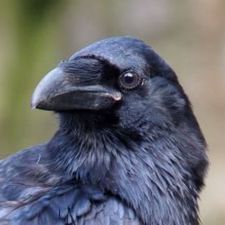 Profile image of Rabe777