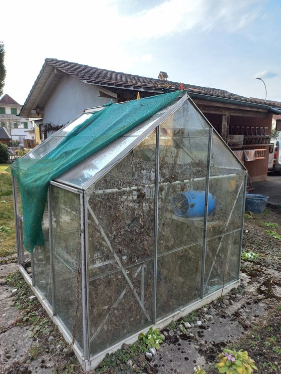 Gewächshaus 185 x 185 x 205 cm, aus Glas Kaufen auf Ricardo