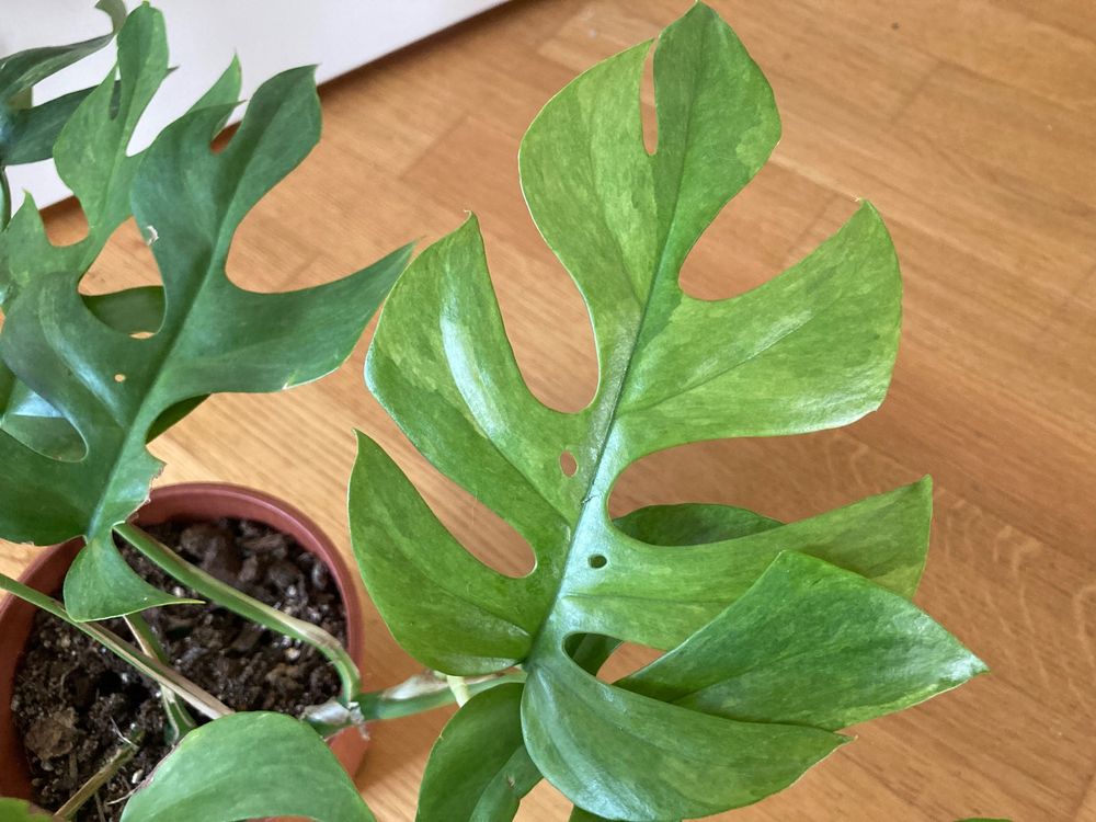 Monstera Minima mint variegata Kaufen auf Ricardo