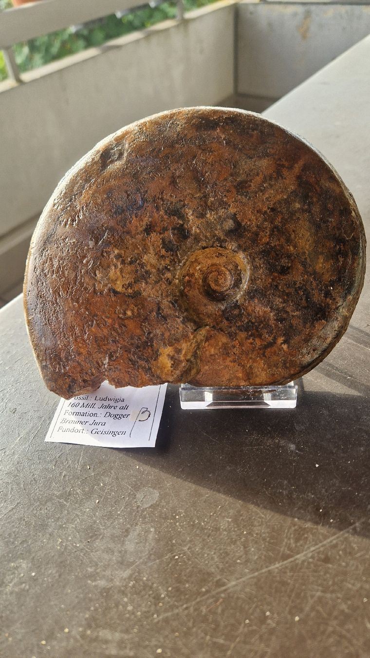 Fossili: Grösserer Ammonit Ludwigia  – Usato da Niederhasli venduto da rehauge01