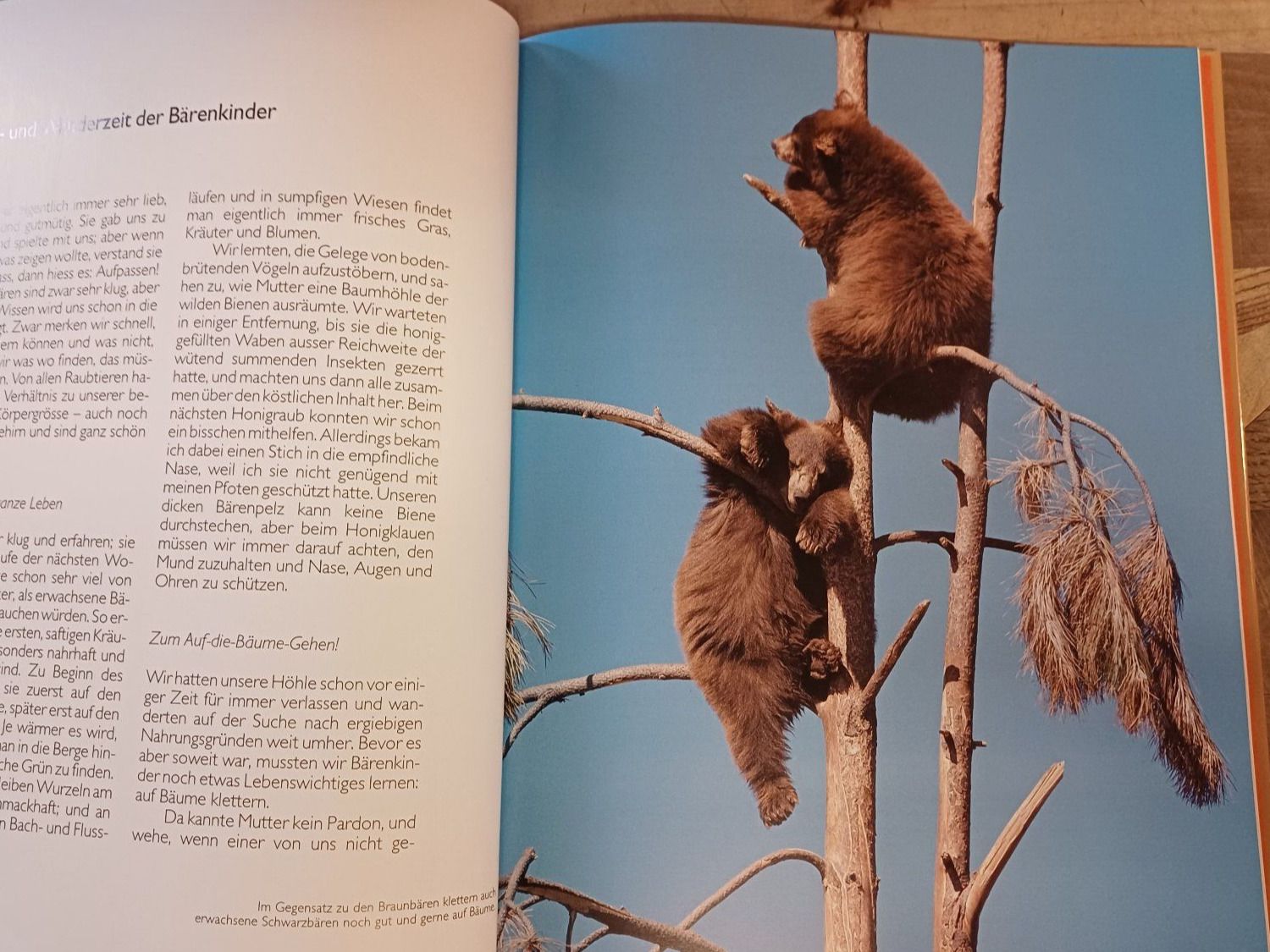 Libri: Ich bin ein Bär – Nuovo (secondo la descrizione) da Ringoldswil venduto da drache13 1