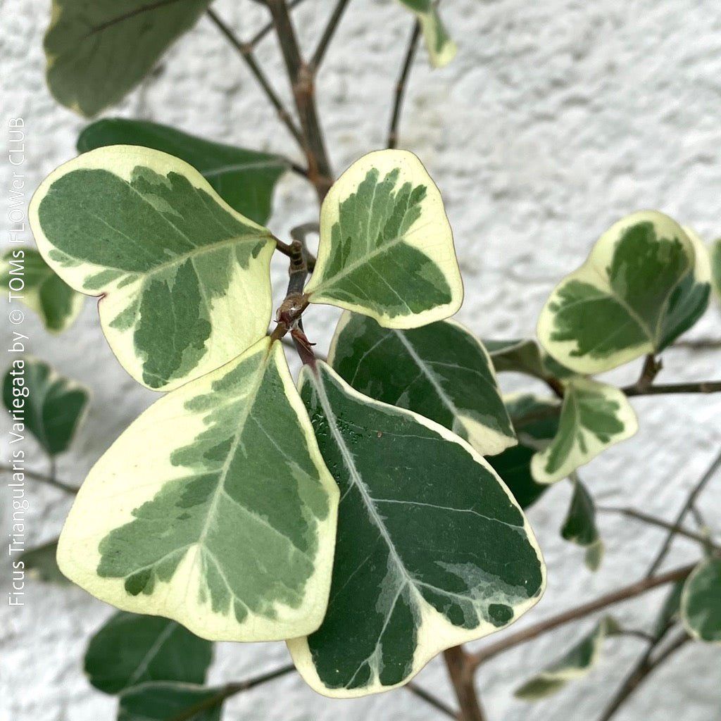 Piante & sementi: Ficus Triangularis Variegata - frischer 15cm Kopfsteckling – Nuovo e nell'imballaggio originale da Adliswil venduto da astom369 5