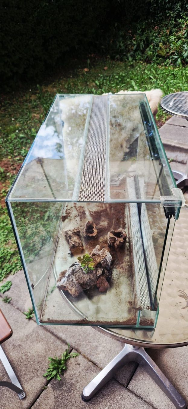 Terrario: Terrarium Glas 60 x 40 x 30 – Usato da Zürich venduto da Serz 1