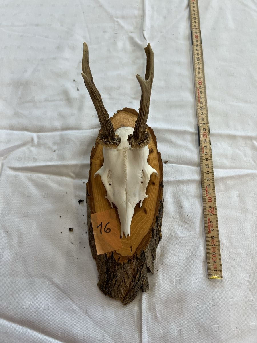 Il mondo degli animali: Gehörn eines Rehbocks – Usato da Euthal venduto da ruckzuckrohrfrei