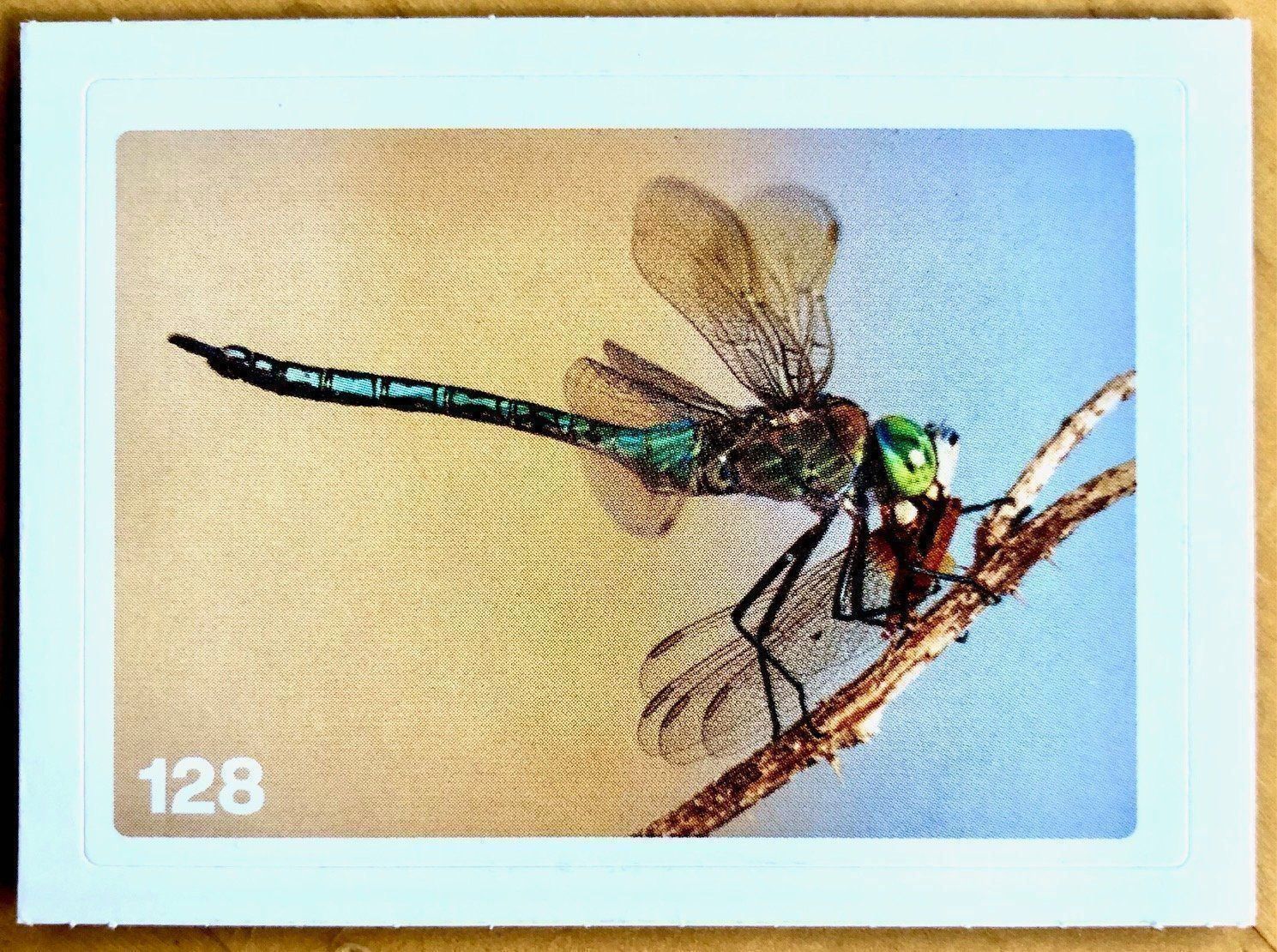 Migros Carte collezionabili: Migros Nature Detectives - Bild Nr. 128 – Nuovo (secondo la descrizione) da Oberrieden venduto da Zimmerberg10