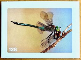 Migros Nature Detectives - Bild Nr. 128