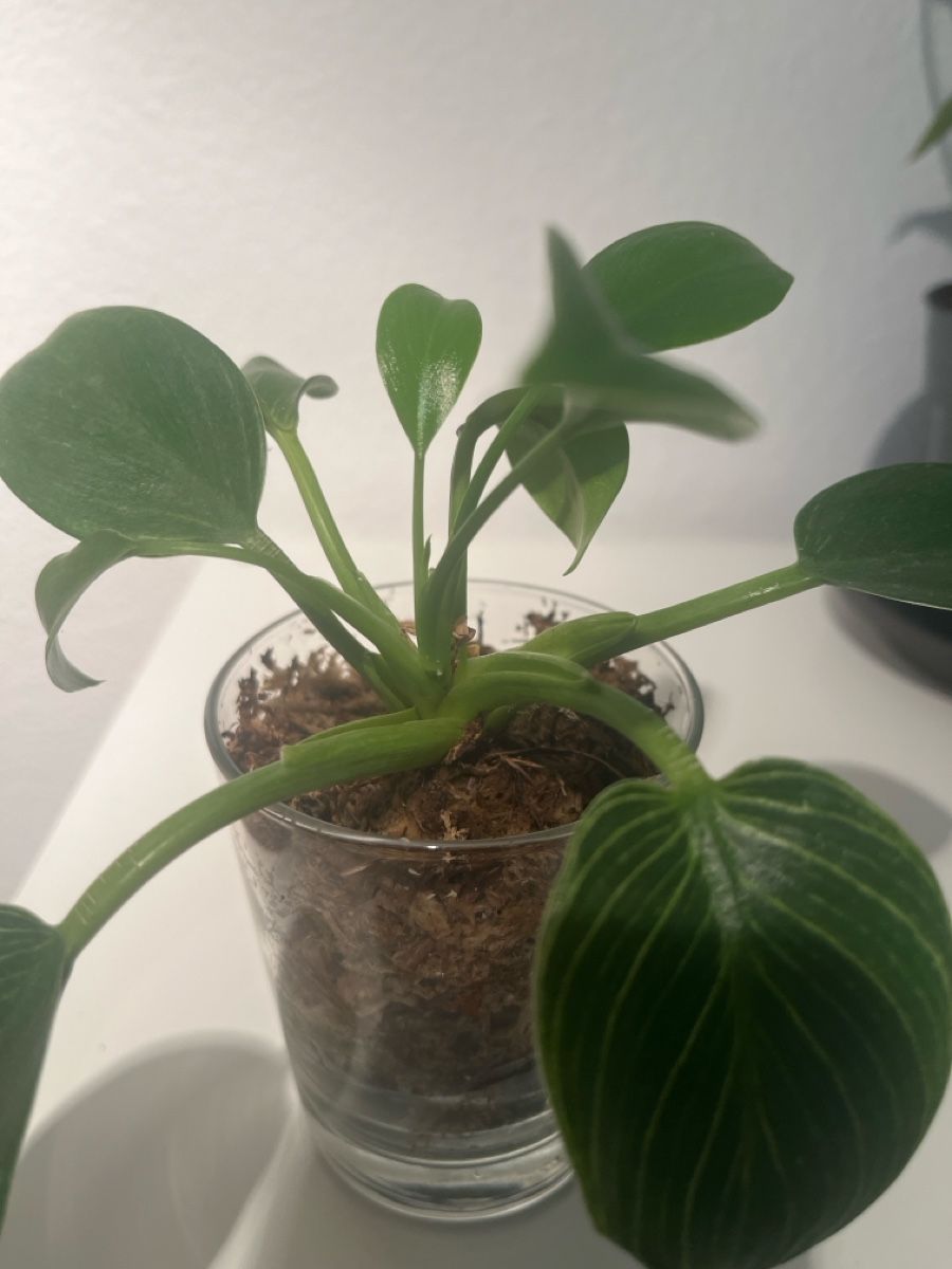 Piante & sementi: Philodendron birkin  im Glas 🌱🤩 – Usato da geroldswil venduto da Ahornblatt70 1
