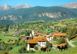 FILISUR Albulatal, Kühe