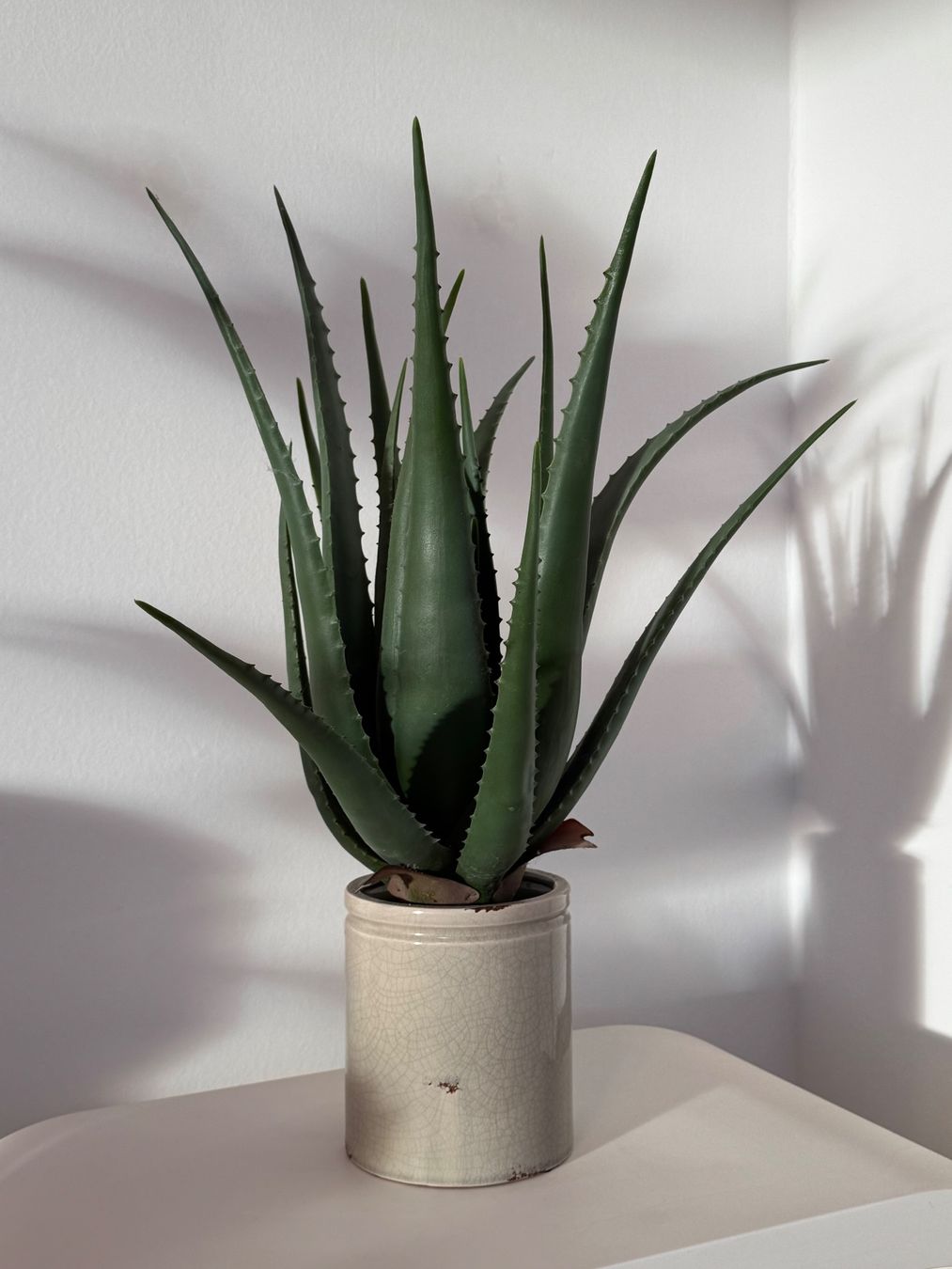 welche erde für monstera pflanze Hochwertiges Monstera Substrat kaufen main image 1