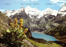 KANDERSTEG Gelber Enzian & Oeschinensee