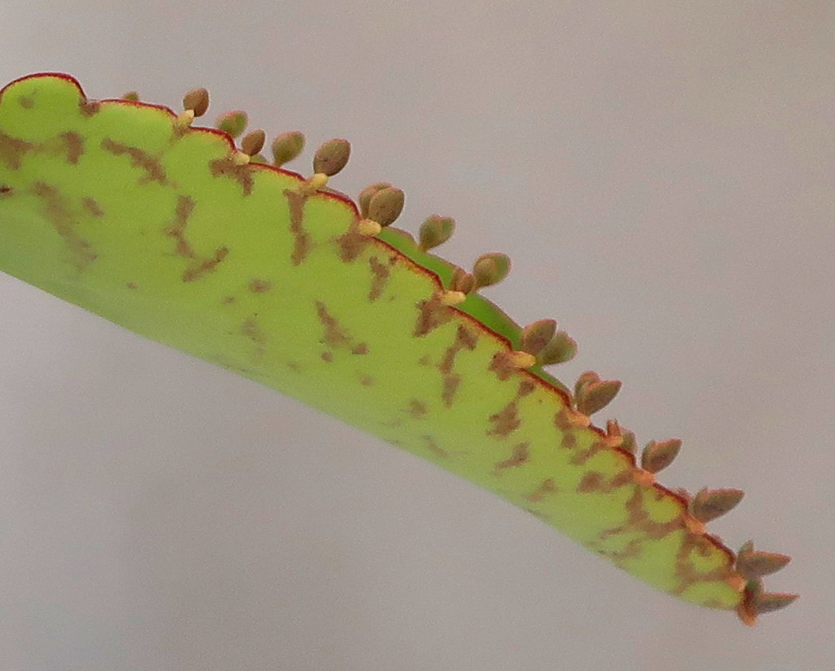 Plantes & graines: Kindlibaum mit vielen Ablegern – D'occasion à Zürich par Heimklon 3