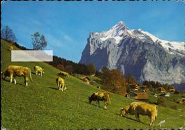 AK Grindelwald Wetterhorn, das gastliche Gletscherdorf