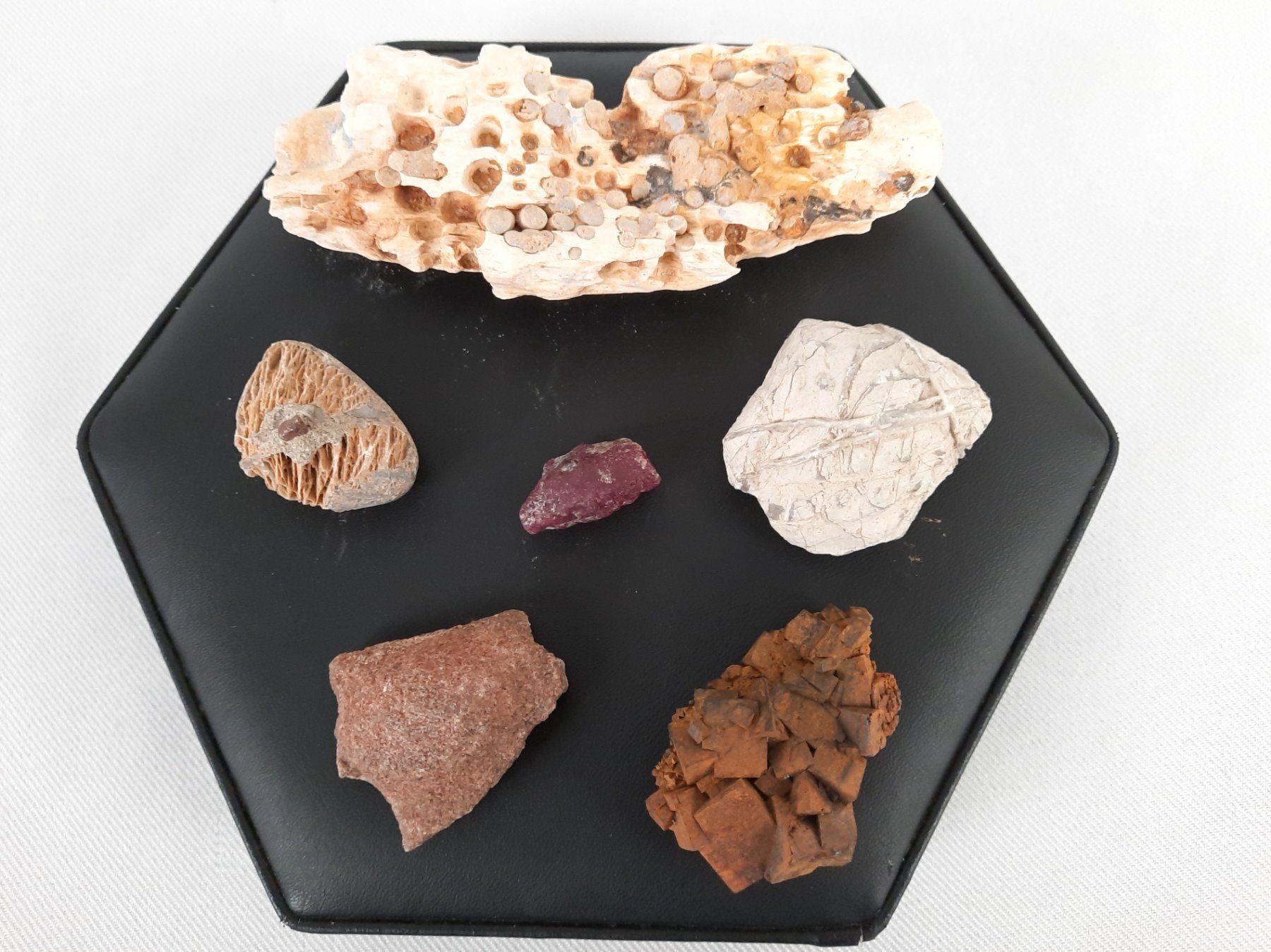 Fossili: Div. Versteinerungen – Usato da Beinwil am See venduto da Restwert_Beinwil