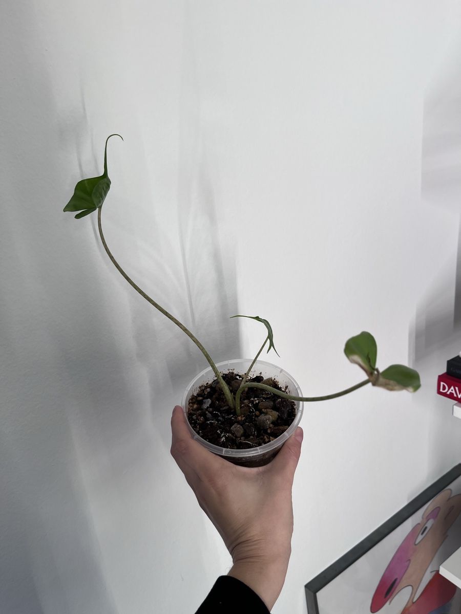 Piante & sementi: Alocasia Stingray plant – Usato da Lugano venduto da Elo_T 1
