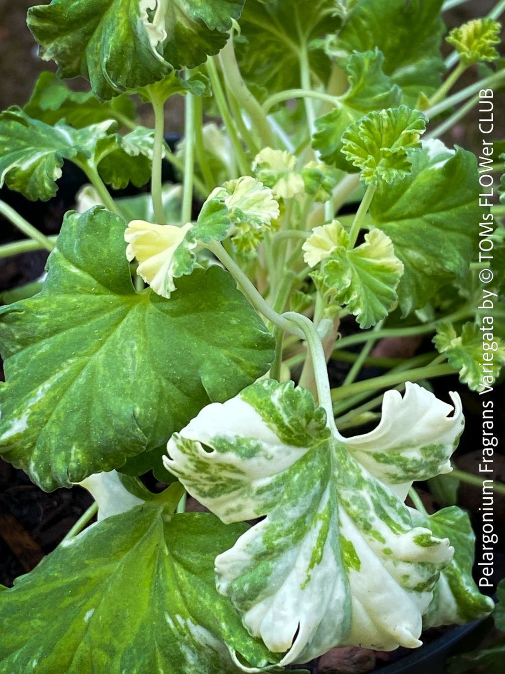 Piante & sementi: Pelargonium Fragrans Variegata - seltene Duftgeranie – Nuovo e nell'imballaggio originale da Adliswil venduto da asTOMas963 3