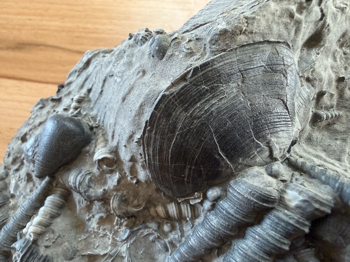 Fossili: Versteinerte Muschelplatte – Usato da Grenchen venduto da Bastet007 6