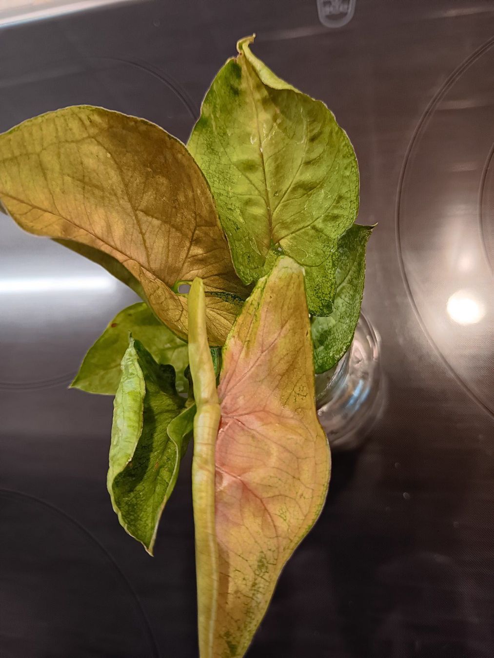 Piante & sementi: Syngonium Paket – Usato da Neerach venduto da Pudelmax 1