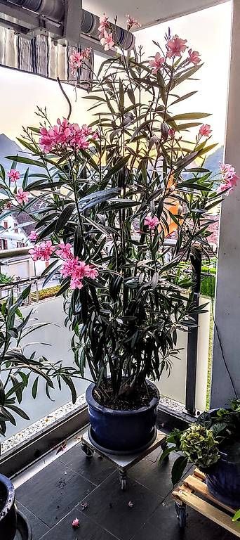 Piante & sementi: Oleander Nerium – Usato da Gersau venduto da irenja