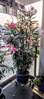 Oleander Nerium