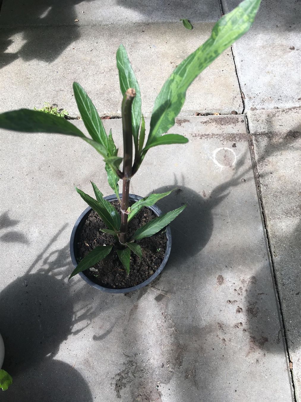 Piante & sementi: Mexikanische Petunie (Ruellia simplex)! – Nuovo (secondo la descrizione) da Steffisburg venduto da Petroselium 1